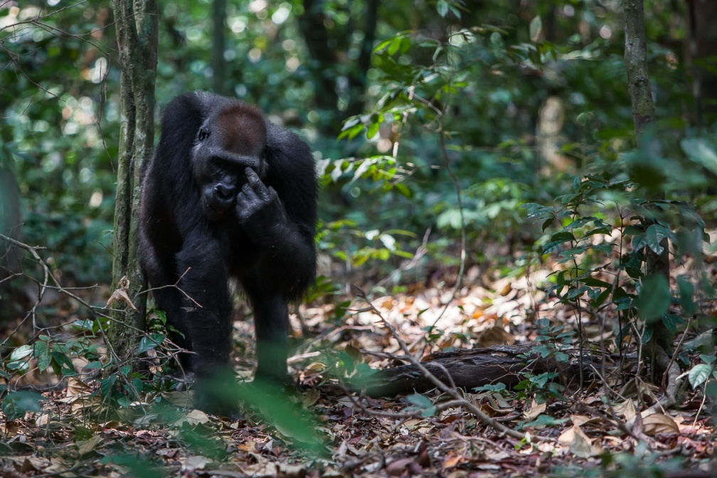 gorilla-gorilla-gabon-CE47B56E-AAA1-40B8-A62D-C09162877417.jpg