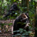 gorilla-gorilla-gabon-ECBDE626-28B5-405F-81F8-1821B93E5B71.jpg