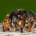 gryllotalpa-gryllotalpa-switzerland-4BA44350-CD98-401C-990A-FA559A03EB97.jpg