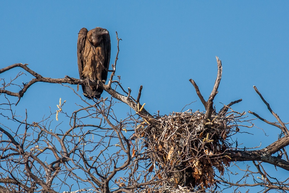 gyps-africanus-botswana-08CB0998-D74B-4B36-BCE4-7D3595944765.jpg