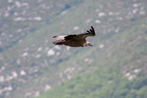 Gyps fulvus (Vautour fauve)