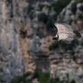 gyps-fulvus-france-D4723030-5025-4E0A-A27F-33406982A382.jpg