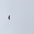 gyps-himalayensis-kyrgyzstan-06C18E6F-0E8E-4247-B97B-C2A8DC673F4F.jpg