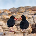 haematopus-moquini-south-africa-7415C609-AD48-4568-9B44-6EB424B61AAB.jpg
