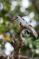 Halcyon senegalensis