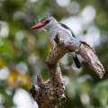 halcyon-senegalensis-gabon-C39042BE-D208-4AC7-8266-F9938B679A22.jpg