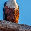 haliaeetus-vocifer-botswana-054BB1CB-ED8C-4FC5-BD9F-F6DD1CA68883.jpg