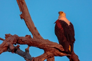 Haliaeetus vocifer (Pygargue vocifère)