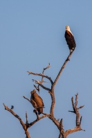 Haliaeetus vocifer (Pygargue vocifère)