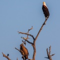 haliaeetus-vocifer-botswana-D57D1B32-870D-4D28-8232-219C16C74201.jpg