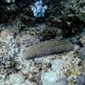 herpolitha-limax-mauritius-35946D20-125D-4F75-96DE-1414D3285D60.jpg