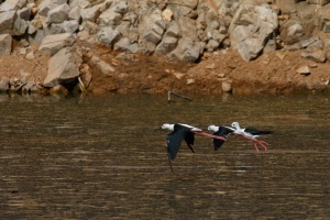 Himantopus himantopus (Echasse blanche)