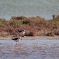 himantopus-himantopus-kos-greece-DF073E21-3DEE-4E7D-A562-6F2AA90144FB.jpg