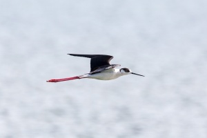 Himantopus himantopus (Echasse blanche)