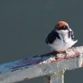 hirundo-smithii-botswana-D024A833-F66F-475D-B1E7-1BEC736C944A.jpg