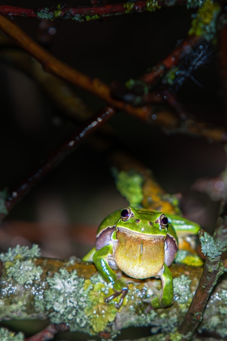 hyla-arborea-switzerland-25A6512D-3C5E-438C-8604-15AF265A3D85.jpg