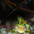 hyla-arborea-switzerland-25A6512D-3C5E-438C-8604-15AF265A3D85.jpg