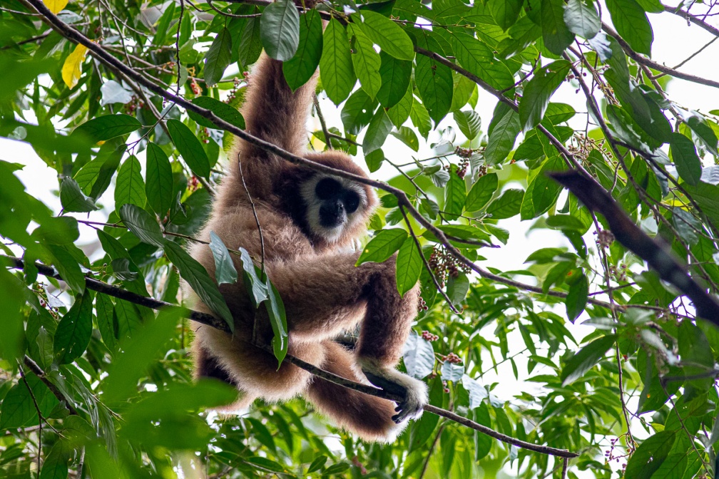 hylobates-lar-indonesia-101B717A-6DA2-4686-ABDD-64FADE4FB395.jpg