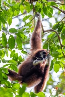 Hylobates lar (Siamang)