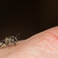 hymenoptera-sp-thailand-F5BFCCE7-94CD-4E65-A93D-3B65ADCE52C2.jpg