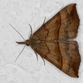 hypena-proboscidalis-switzerland-EFF02B23-4734-11DC-8E52-000A95CA2156.jpg