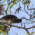 hypsipetes-borbonicus-reunion-DB24882E-0CC6-4FA1-8778-398D9A19D8D4.jpg