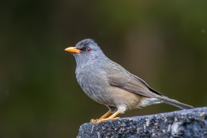 Hypsipetes olivaceus