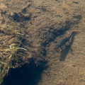 ichthyosaura-alpestris-switzerland-EAA1111A-07F3-499F-A105-5553DB106800.jpg