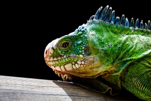 Iguana delicatissima (Iguane des Petites Antilles)