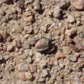 insect-sp-namibia-1650ED07-E5B0-427F-ADB6-69FF80F20325.jpg
