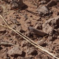 insect-sp-namibia-85727493-B7C4-4FDB-8906-4E47241D0016.jpg