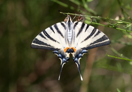Lepidoptera