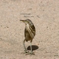 ixobrychus-minutus-saudi-arabia-0F4EAF1C-8762-11DC-BD5A-000A95CA2156.jpg