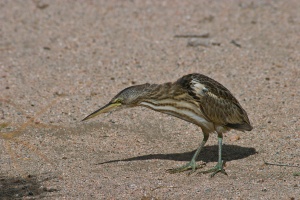 Ixobrychus minutus (Blongios nain)