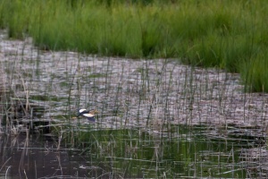 Ixobrychus minutus (Blongios nain)