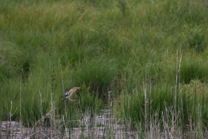 Ixobrychus minutus (Blongios nain)