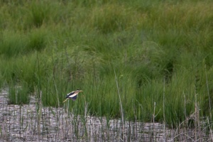 Ixobrychus minutus (Blongios nain)