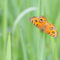 junonia-almana-indonesia-3F0E0A94-823A-4FA5-A4D2-91BCA90265C0.jpg
