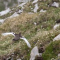 lagopus-muta-switzerland-973E34B7-60C7-48F4-A8C5-D1B4DB850FB6.jpg