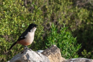 Laniarius ferrugineus (Gonolek boubou)