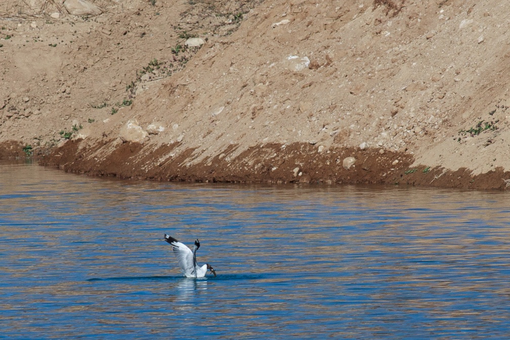 larus-brunnicephalus-tajikistan-AFD01D3C-6243-470E-84F0-AB89CD5E5A43.jpg