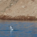 larus-brunnicephalus-tajikistan-AFD01D3C-6243-470E-84F0-AB89CD5E5A43.jpg
