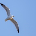 larus-cachinnans-kos-greece-0D87AA3C-0D28-43C8-8401-8798E7DCF150.jpg