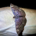 lepidoptera-indonesia-5201ED7C-0FE9-490B-9CDE-A9632BA676B4.jpg