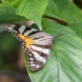 lepidoptera-sp-gabon-3367EA56-A511-4731-95DA-368458EF2127.jpg