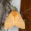 lepidoptera-sp-switzerland-06ADD968-AFD5-4026-9A64-EE8C51F13191.jpg