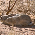 lepus-capensis-saudi-arabia-41FAA33C-4AB1-11DC-AA40-000A95CA2156.jpg