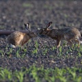 lepus-capensis-switzerland-6B5C5FF3-15B9-4E9A-8C25-9AAE381B6860.jpg