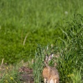 lepus-capensis-switzerland-EB905638-C1FA-40FC-8F0B-250C0B1C8445.jpg