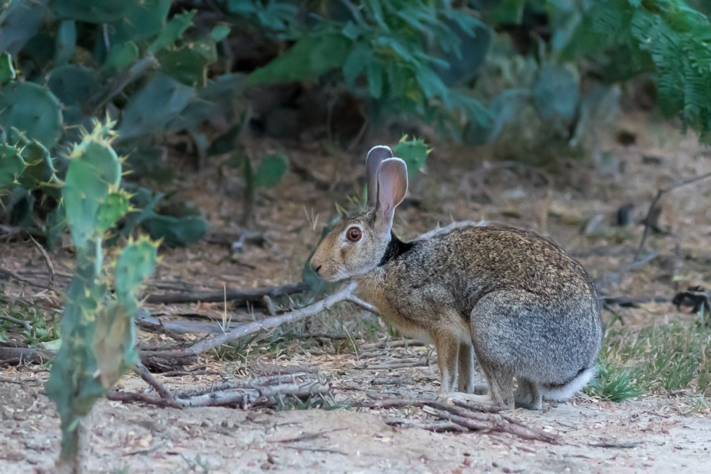 lepus-nigricollis-sri-lanka-748495E5-88E7-400E-83B9-1B4AD5C3139D.jpg